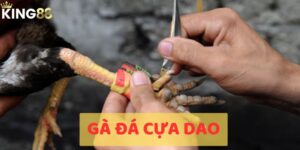 đá gà cựa dao