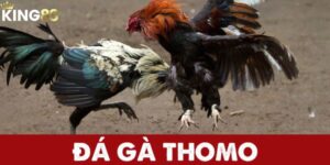 đá gà Thomo