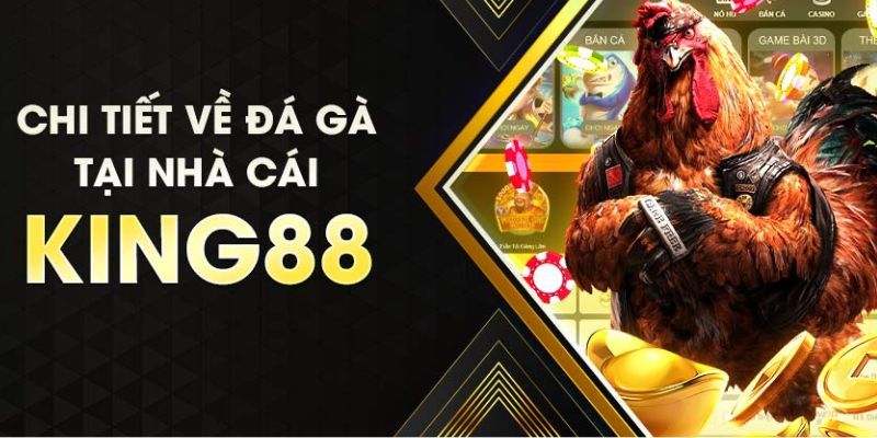 Khám phá về hình thức live đá gà King88 