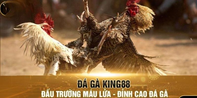 Live đá gà siêu nét, không trì hoãn đột ngột 