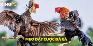 mẹo đặt cược đá gà